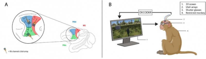 Макаки теж можуть: вчені вперше примусили мавп пересуватись у повноцінному 3D-віртуальному світі силою думки