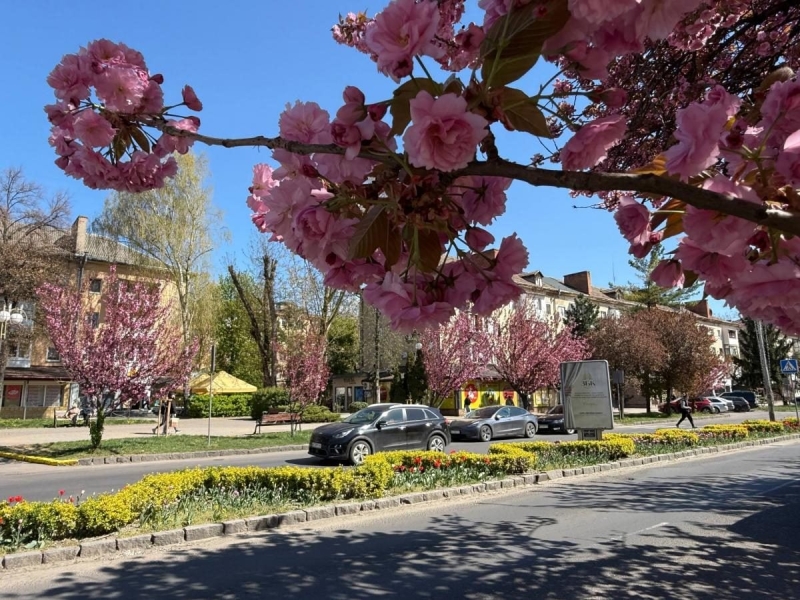 Наближається пік "рожевої весни": в Ужгороді почали масово цвісти сакури (фото)