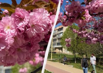 Наближається пік “рожевої весни”: в Ужгороді почали масово цвісти сакури (фото)