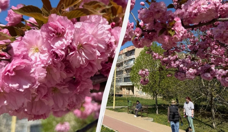 Наближається пік "рожевої весни": в Ужгороді почали масово цвісти сакури (фото)