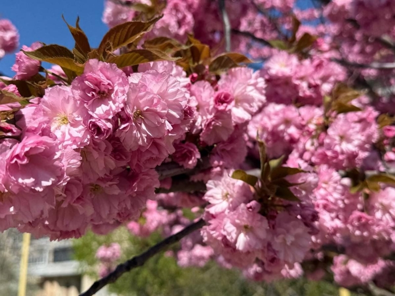 Наближається пік "рожевої весни": в Ужгороді почали масово цвісти сакури (фото)