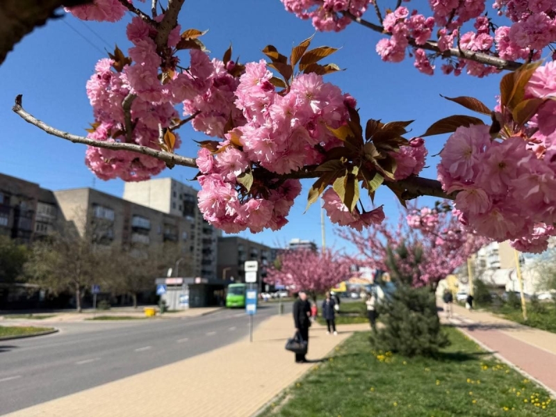 Наближається пік "рожевої весни": в Ужгороді почали масово цвісти сакури (фото)