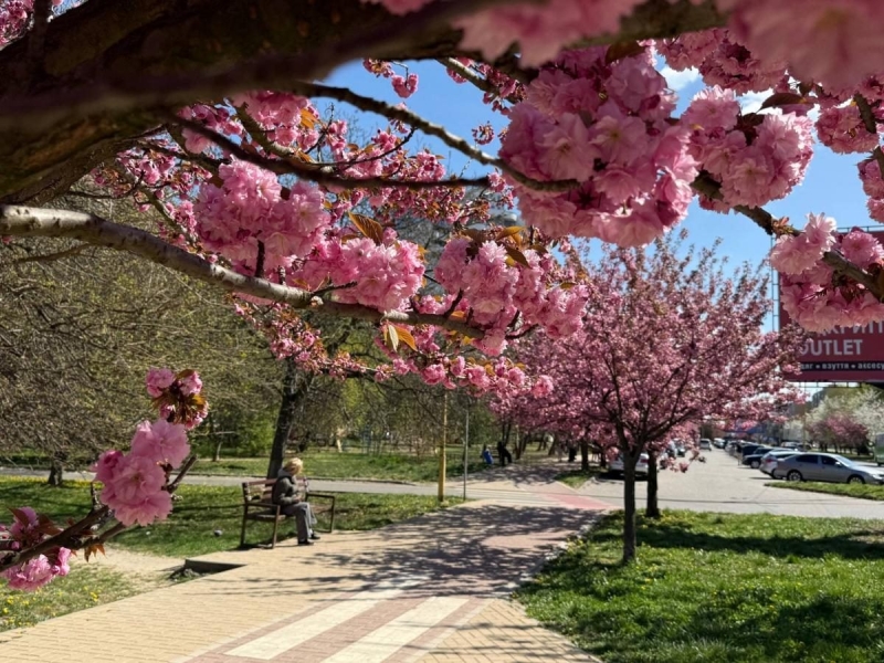 Наближається пік "рожевої весни": в Ужгороді почали масово цвісти сакури (фото)