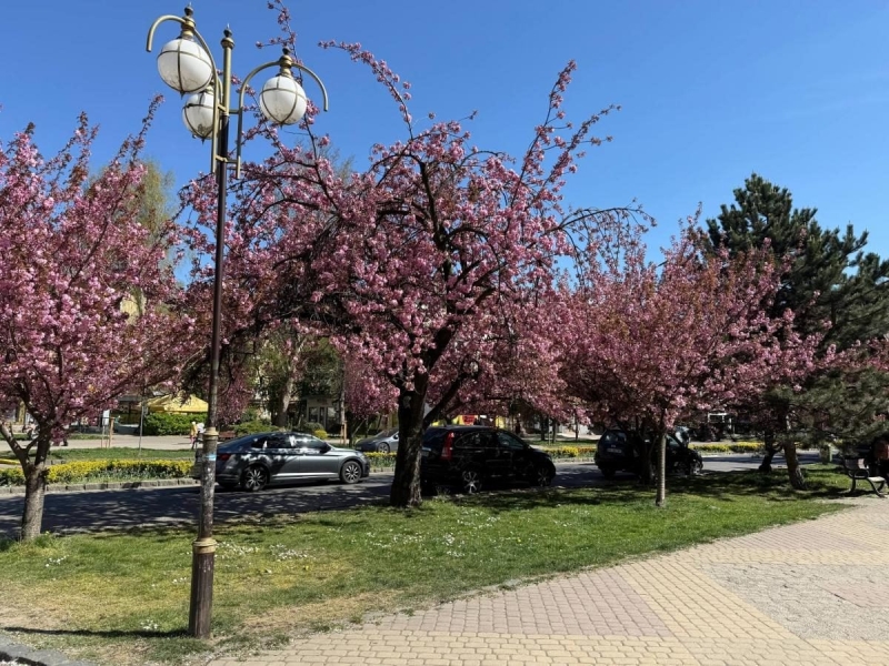 Наближається пік "рожевої весни": в Ужгороді почали масово цвісти сакури (фото)