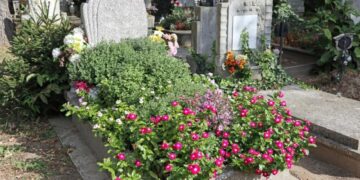 Названо найкращі рослини для могили: посадили один раз і забули – квітнуть самі