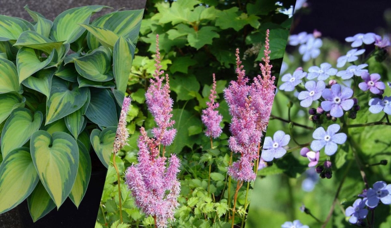 Названо найкращі рослини для могили: посадили один раз і забули - квітнуть самі