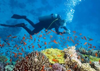 Підводні таємниці: 6 місць, куди дайвери з усього світу мріють потрапити у 2026 році