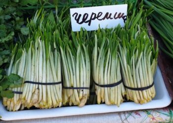 Украинский суперфуд под запретом: Клопотенко призвал к “легалайзу”