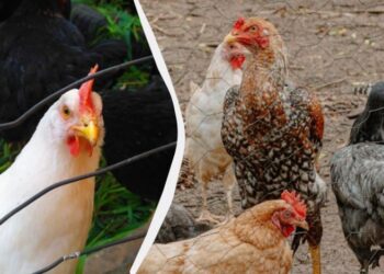 Українка на власному досвіді розповіла, як знищити вошів та пероїдів у курей (відео)