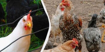 Українка на власному досвіді розповіла, як знищити вошів та пероїдів у курей (відео)