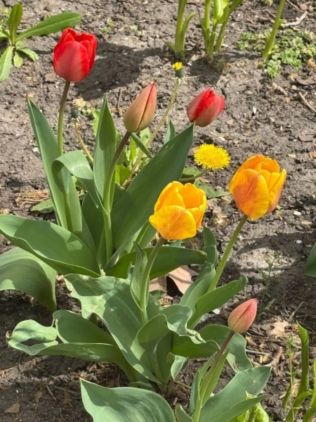 В Одесі зацвіли тюльпани з Нідерландів: незабаром місто вкриє фантастичний килим (фото)