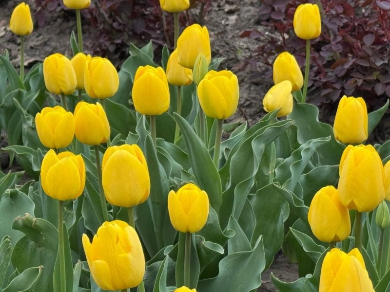 В Одесі зацвіли тюльпани з Нідерландів: незабаром місто вкриє фантастичний килим (фото)