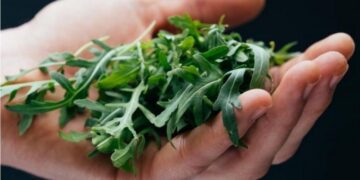 Ваш салат станет идеальным: как за три секунды сделать горькую рукколу нежной