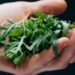 Ваш салат станет идеальным: как за три секунды сделать горькую рукколу нежной