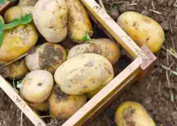 Не викидайте пророслу картоплю: як з неї отримати рясний урожай на балконі