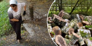 Самосійні дерева на подвір’ї та городі: чи можна рубати їх на дрова у 2026