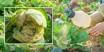 Білокачанна капуста розтріскується на городі: як врятувати врожай