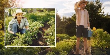 Виснажлива спека в Україні: які п’ять простих правил врятують город