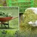 Як скошена трава рятує город: чотири способи використання