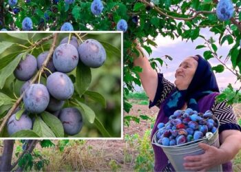 На сливах з’явився білий наліт: коли варто хвилюватися за врожай