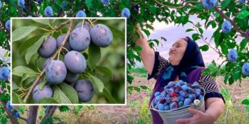 На сливах з’явився білий наліт: коли варто хвилюватися за врожай
