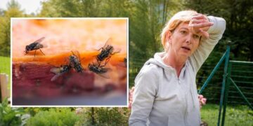 Як захистити сад і подвір’я від мух під час спеки: натуральний засіб