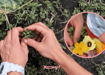 Деликатес под ногами: шеф-повар рассказал о трех бесплатных продуктах, которые сделают ваши блюда ресторанными