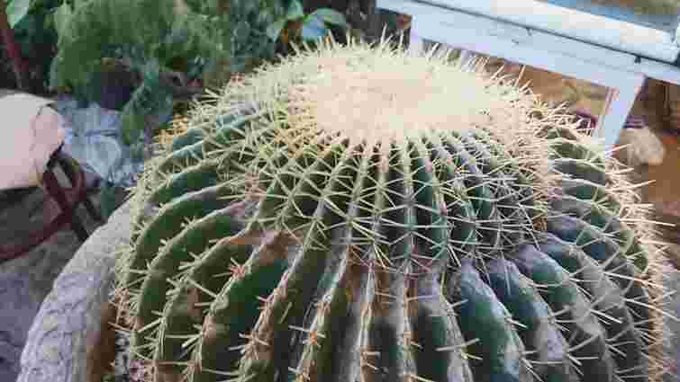 Дуже тривожний сигнал: чому кактус почав жовтіти і як його врятувати