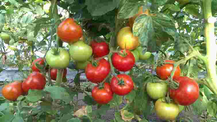 Встигнуть вирости до Нового року: які два сорти помідорів треба посадити просто зараз