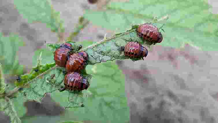 Врятуйте урожай: які рослини відлякають колорадського жука від картоплі