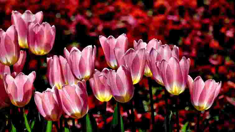 Зрізати чи залишати: що краще зробити з тюльпанами після цвітіння