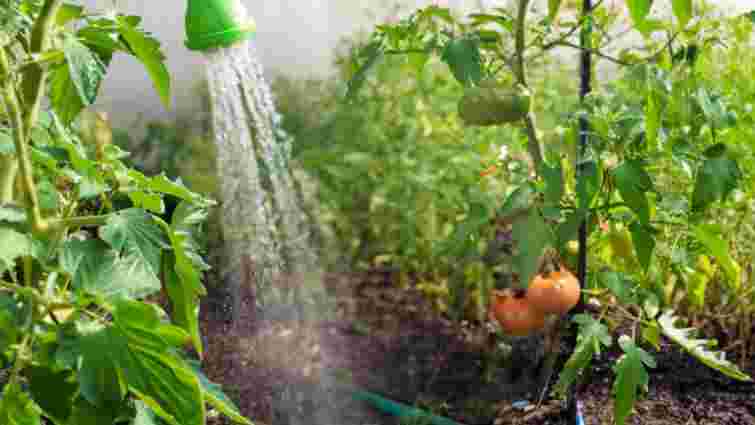 Чому не можна обприскувати овочі у спеку: пояснення садівникам