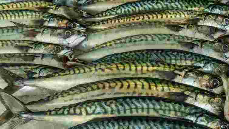 Аромат, який подобається не всім: як позбутися сильного запаху при смаженні скумбрії