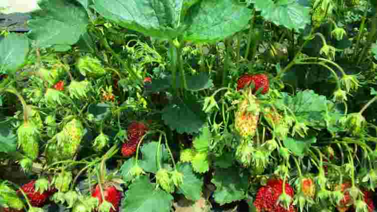 Як пробудити полуницю після зими: покрокові дії