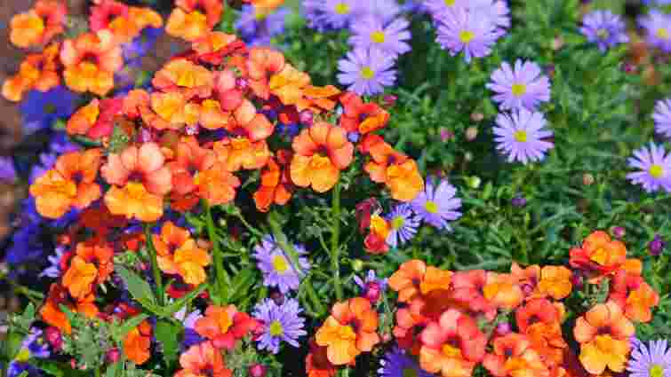 Які квіти садити в серпні: список рослин, що радуватимуть до заморозків