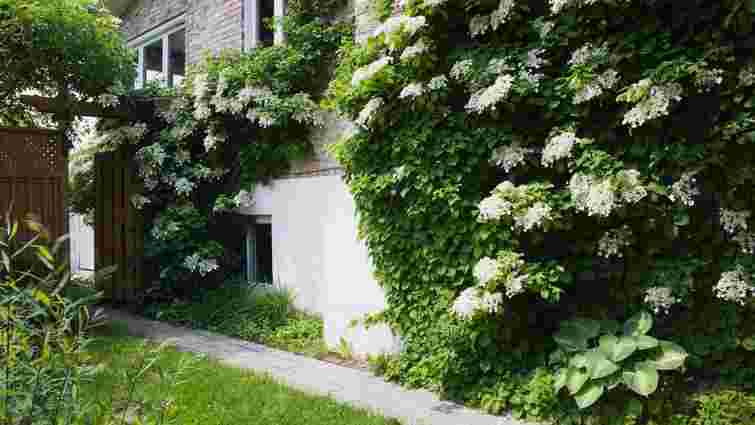 Критично важливо для врожаю: що посадити в саду, щоб привабити бджіл для запилення