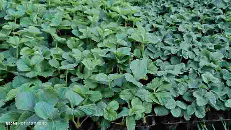 Як правильно висаджувати полуницю восени: детальний гайд жовтневої посадки