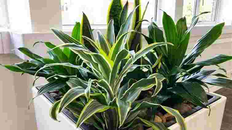 Чому листя драцени пожовкло: основні причини і як з цим боротися