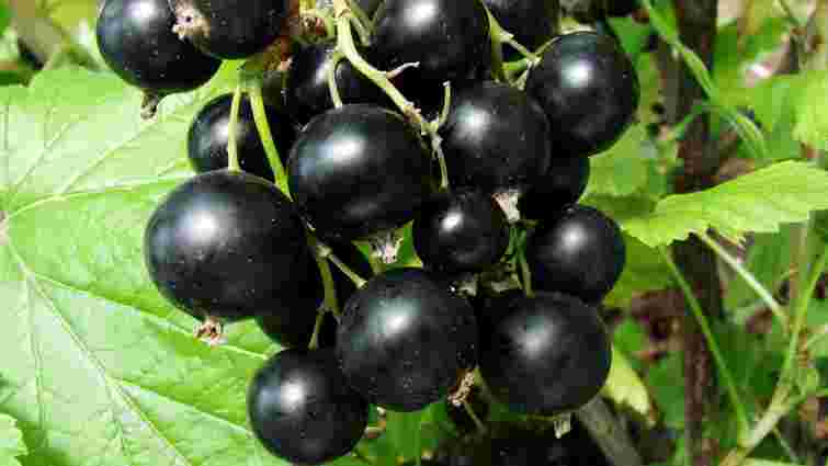 Як розмножити смородину навесні: покрокова інструкція