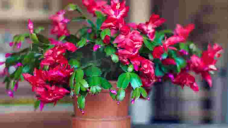 Вам потрібно більше квітів: як розмножити різдвяник-шлюмбергеру трьома способами