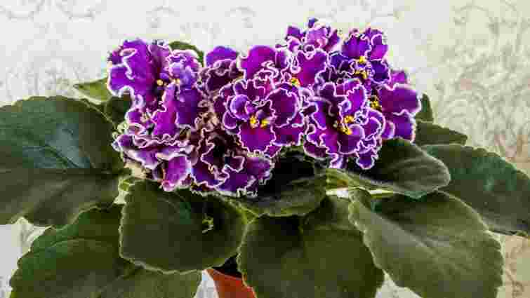 Цвістиме увесь рік: як успішно омолодити старий кущ фіалки