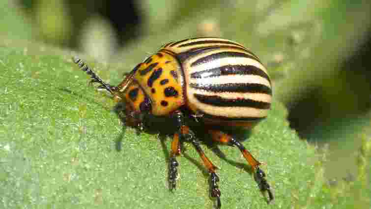 Позбутися колорадських жуків можна і без хімії: допоможуть ці перевірені методи