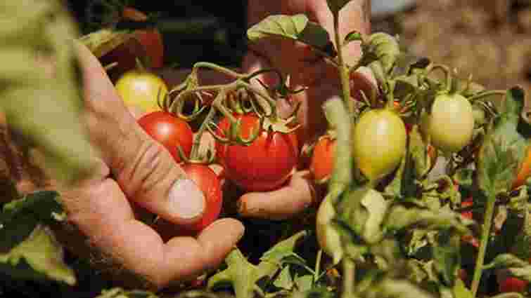 Чому томати краще садити лежачи: поради для доброго врожаю