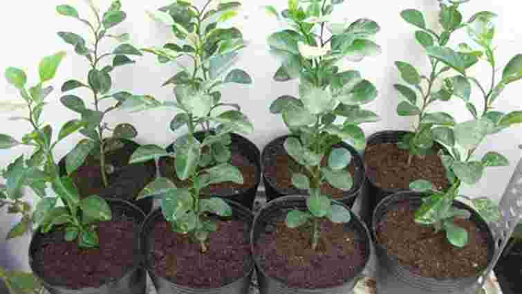 Як швидко укорінити живці рослин за допомогою народних засобів: 5 способів