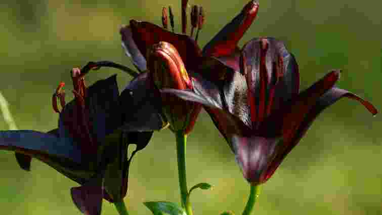 Темна королева саду: яка квітка стане трендом клумби у 2026 році