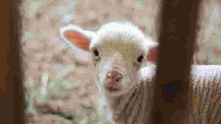 Природний, але відповідальний процес: що треба знати господарям про пологи у кіз