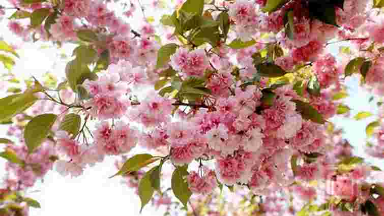 Садова магія: як посадити сакуру правильно та дочекатися цвіту