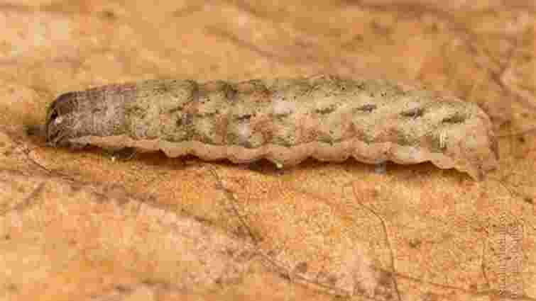 Врятуйте врожай від плодожерки: як позбутися черв'яків на яблуні