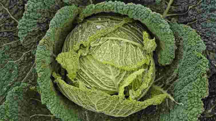 Щоб качани були щільними і зберігалися без гнилі: два ефективні підживлення для капусти