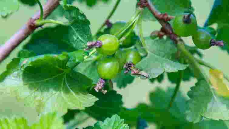 Аґрус обсипається не просто так: що знищує врожай і як його врятувати